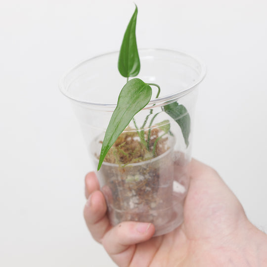 Anthurium Eminens (Plantlet) Plants GrowTropicals
