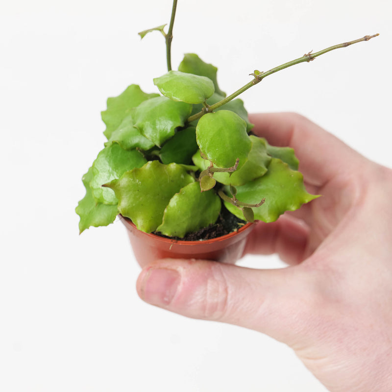 Hoya endauensis Plants GrowTropicals