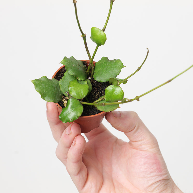 Hoya endauensis — 6cm