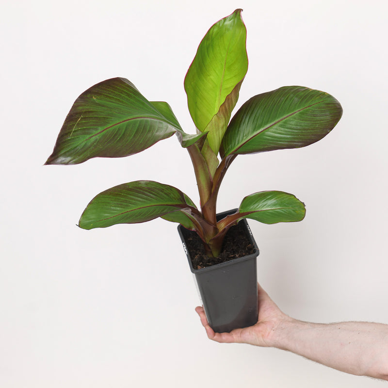 Ensete ventricosum 'Maurelii' Plants - Outdoor GROW TROPICALS