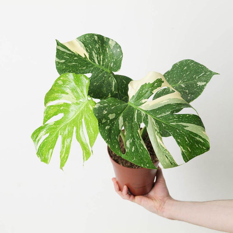 Monstera deliciosa 'Thai Constellation' Plants GrowTropicals