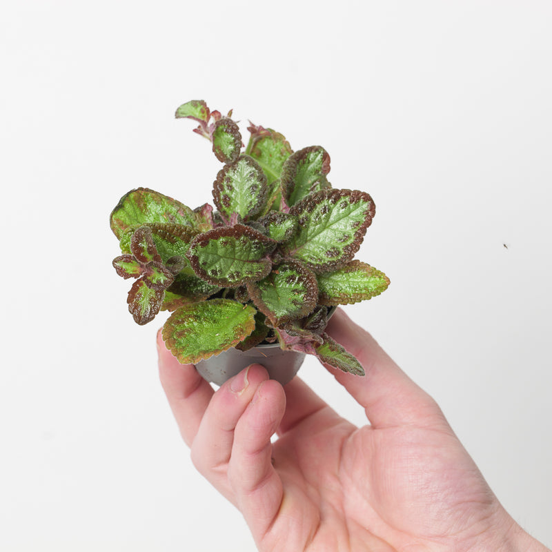 Episcia Silver Shield Plants GrowTropicals