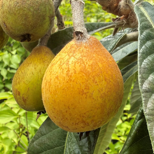 Eriobotrya japonica 'Rose Anne' Plants - Outdoor GROW TROPICALS