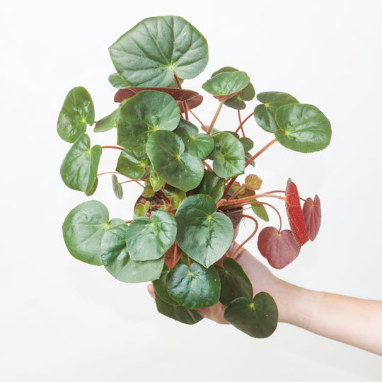 Begonia erythrophylla Plants GrowTropicals