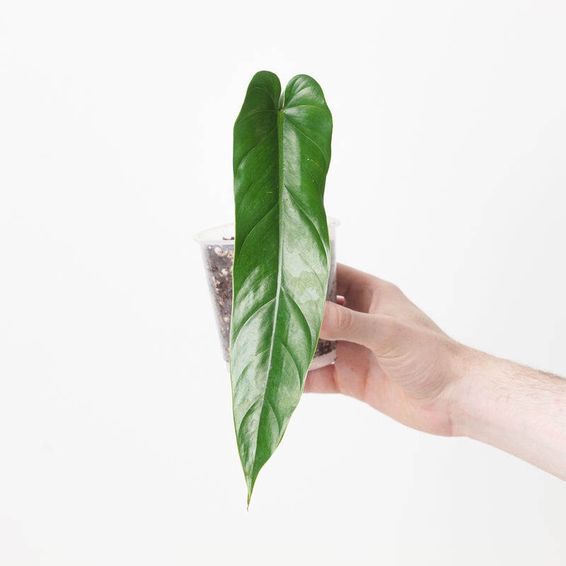 Philodendron sp Esmeraldas Plants GrowTropicals
