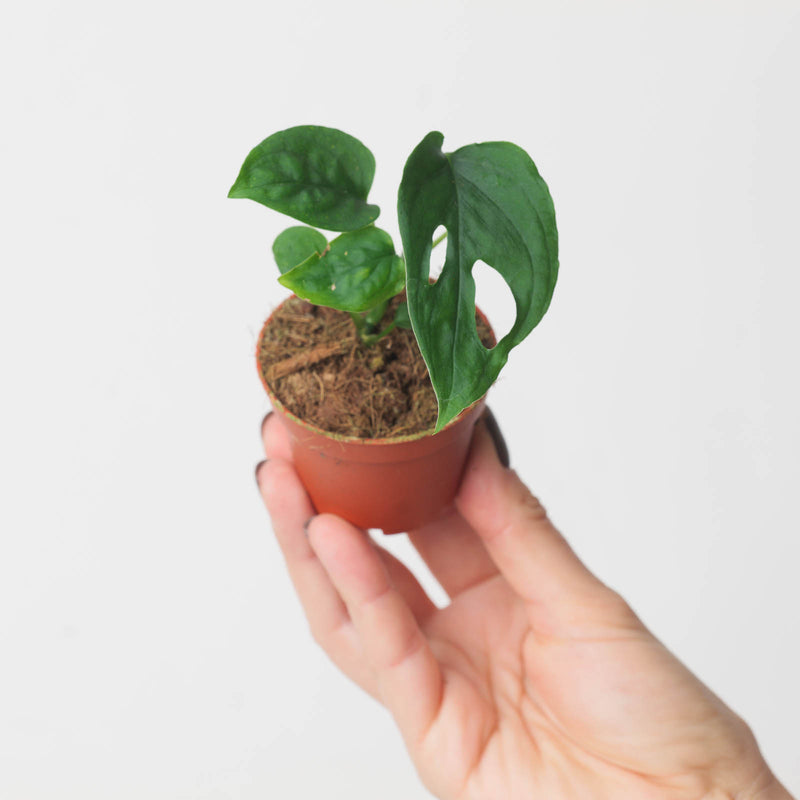 Monstera 'Esqueleto' — 6cm