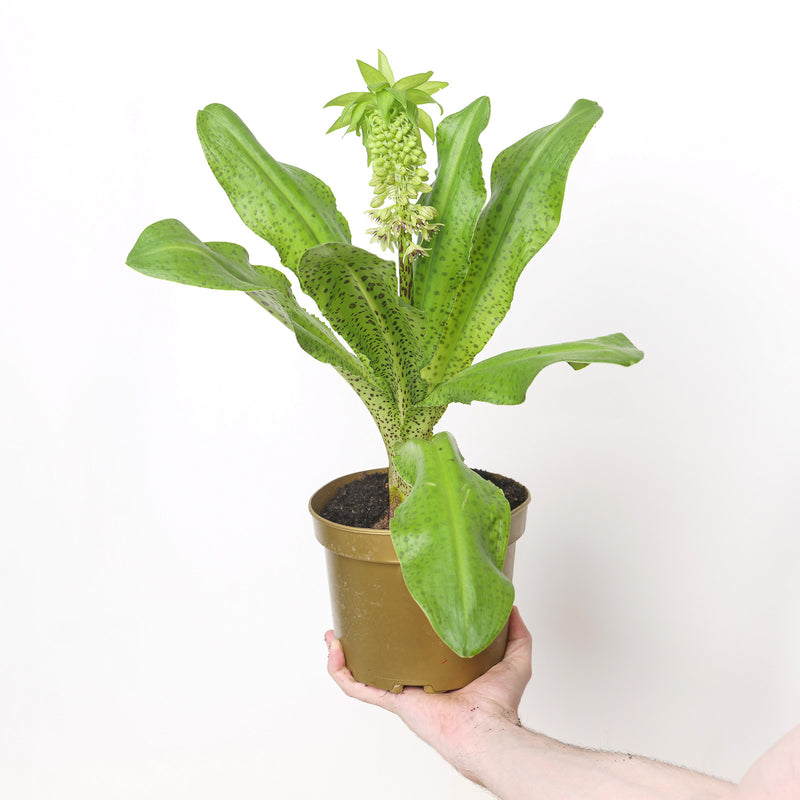 Eucomis bicolor 'White' Plants - Outdoor GROW TROPICALS