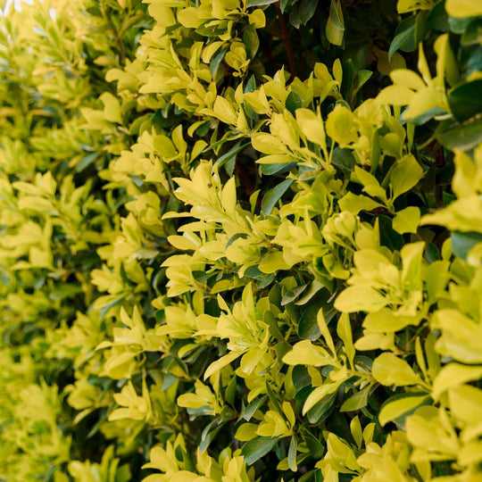 Euonymus japonicus El Dorado Plants - Outdoor GROW TROPICALS