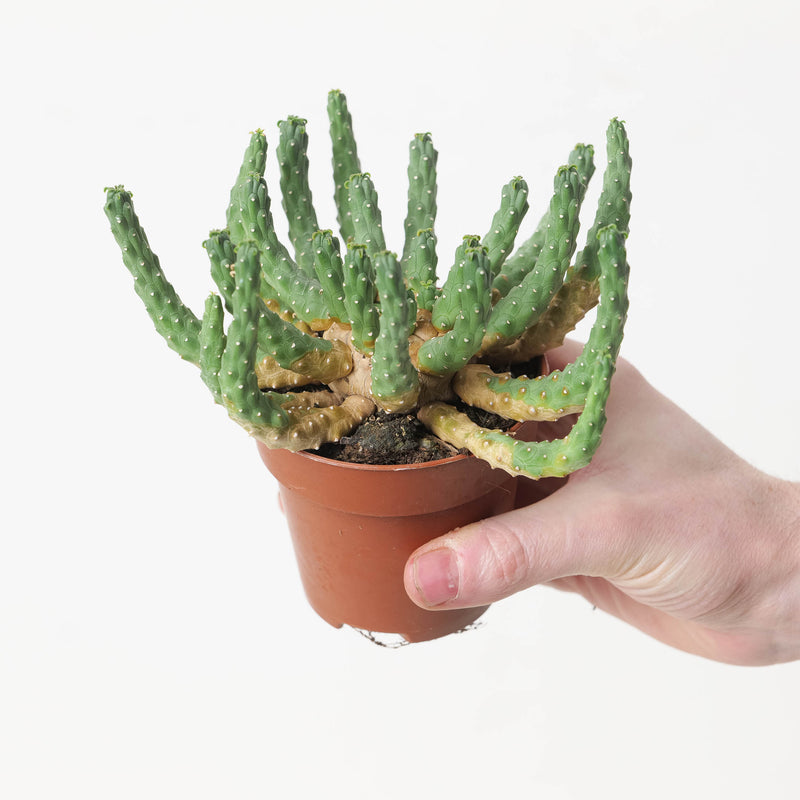 Euphorbia inermis 8.5cm Plants GrowTropicals