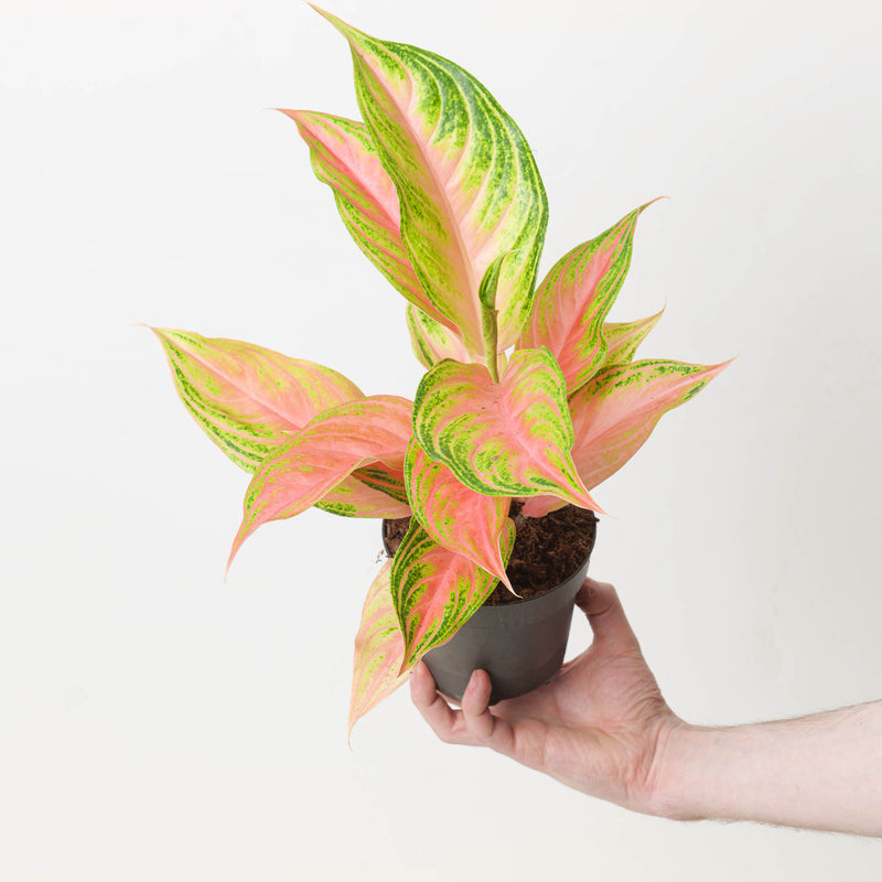 Aglaonema 'Eyecatcher' Plants GrowTropicals
