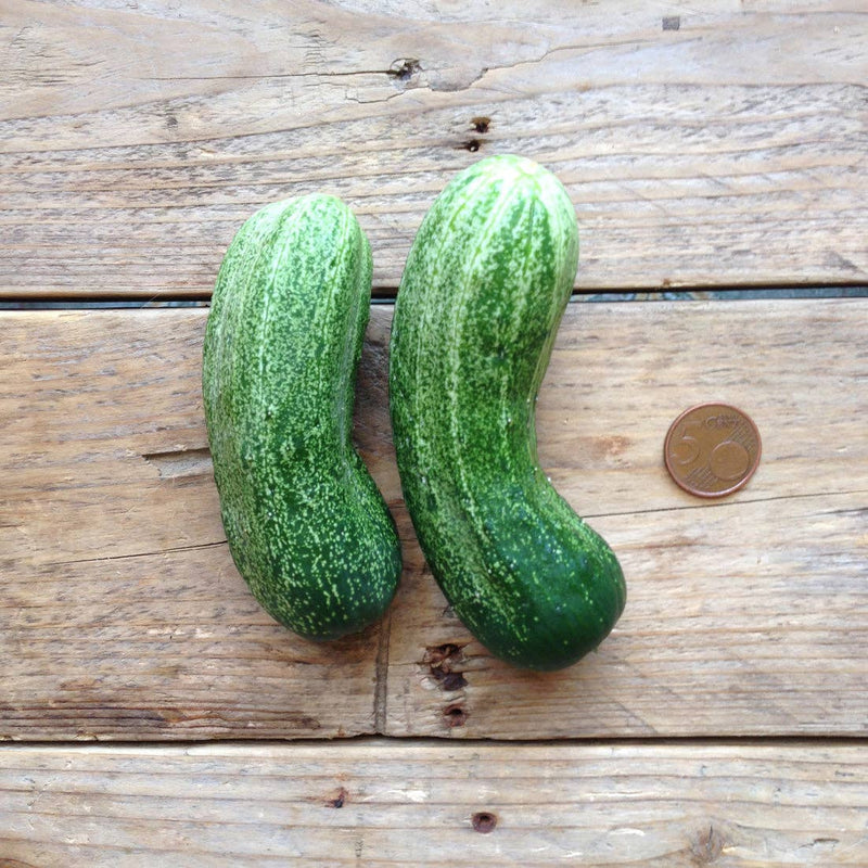 Cucumber 'Spacemaster' Seeds — Default Title