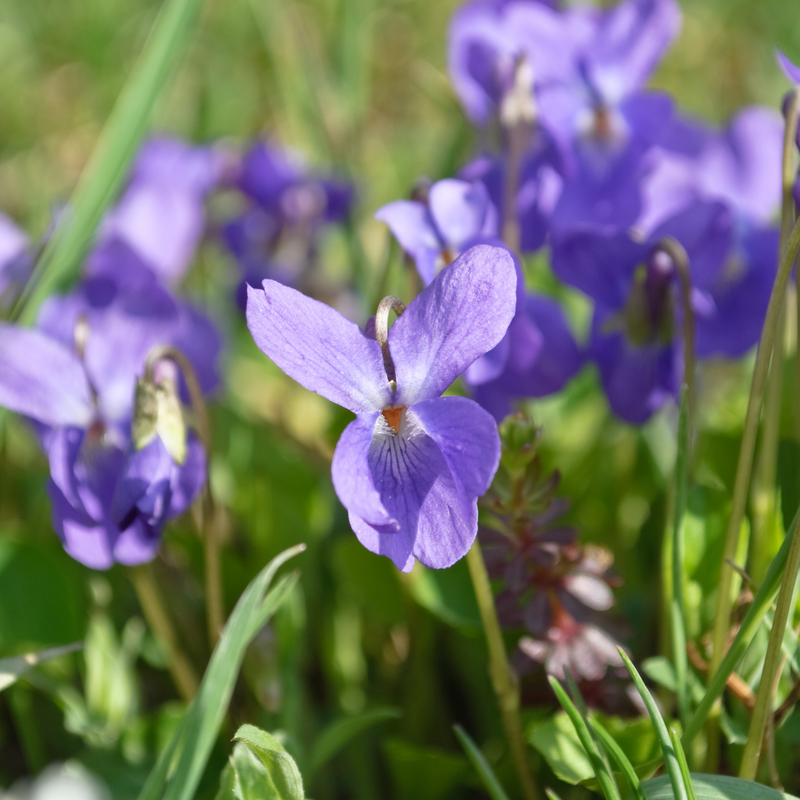 Sweet Violet 'Queen Charlotte' Seeds — Default Title