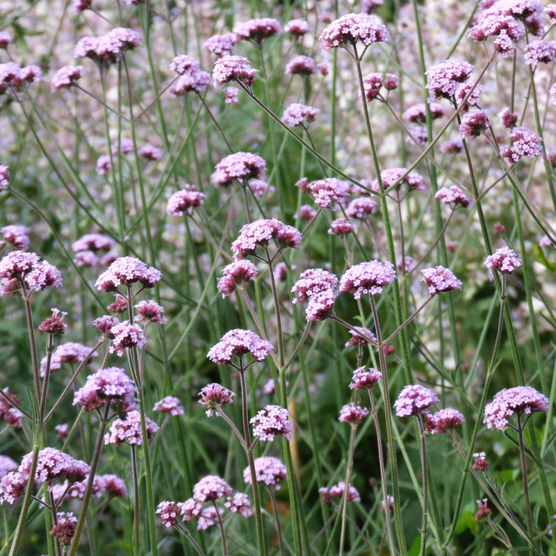 Verbena bonariensis Seeds — Default Title