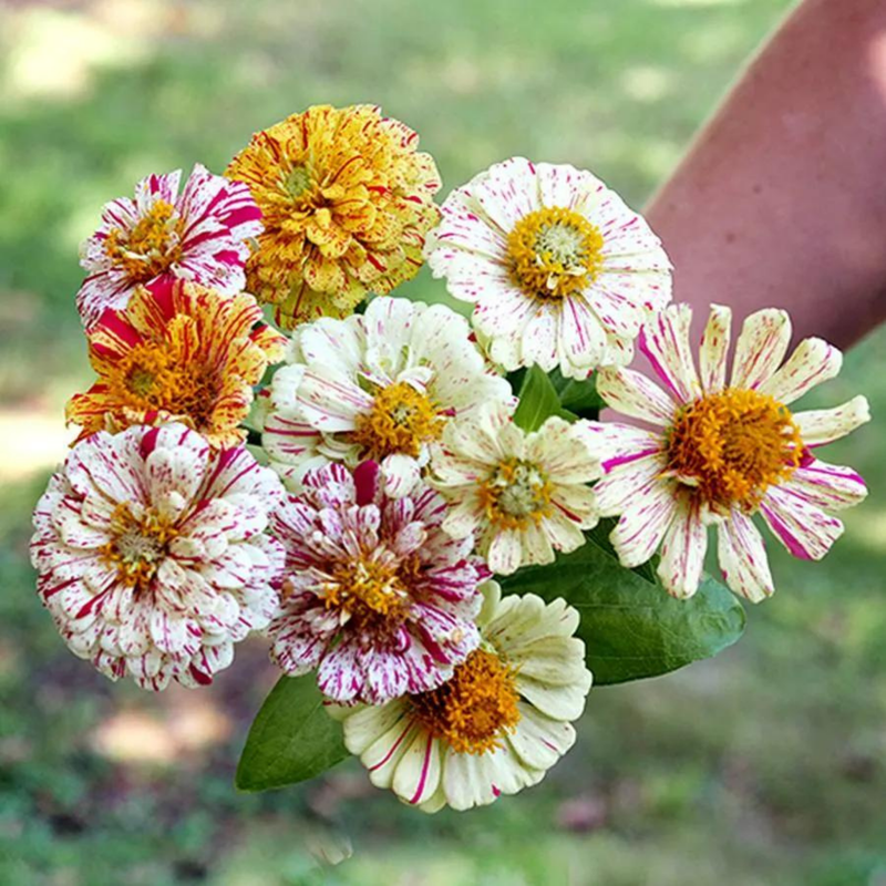 Zinnia 'Peppermint Stick' Seeds — Default Title