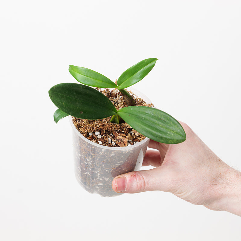 Bulbophyllum Bundle Plant Bundle GrowTropicals