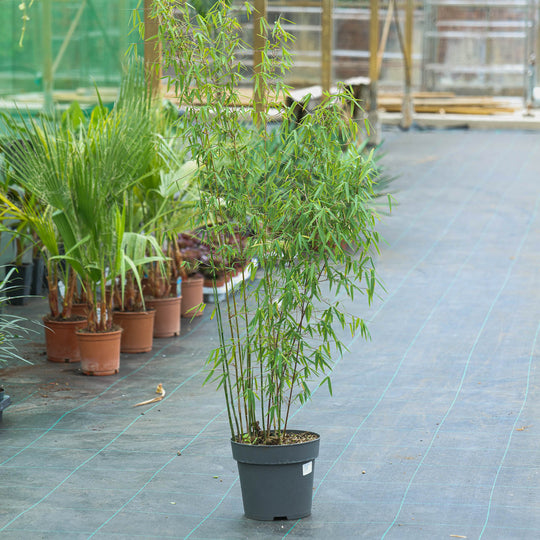 Fargesia 'Jiuzhaigou' Plants - Outdoor GROW TROPICALS