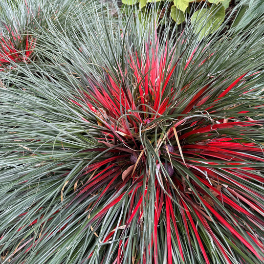 Fascicularia bicolor subsp. canaliculata Plants - Outdoor GROW TROPICALS