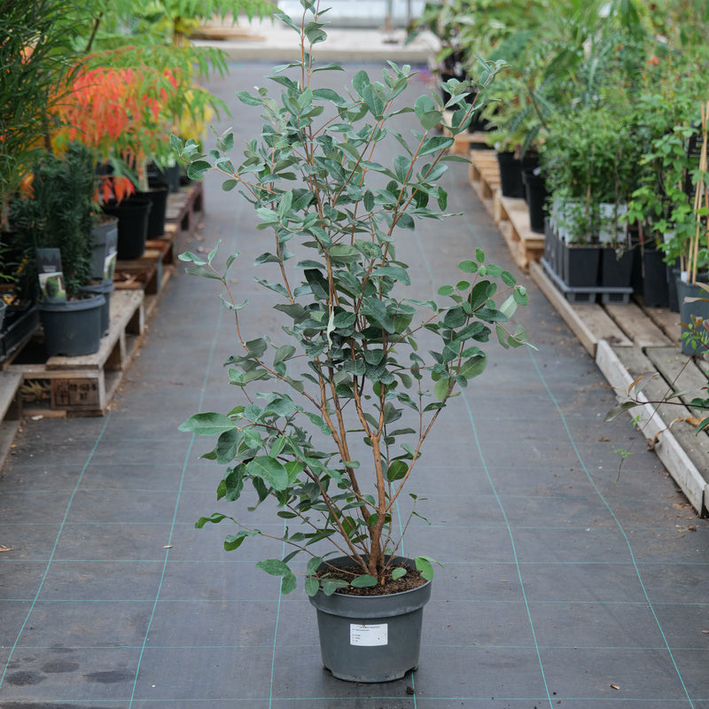 Feijoa sellowiana 23cm / 5L Plants - Outdoor GROW TROPICALS