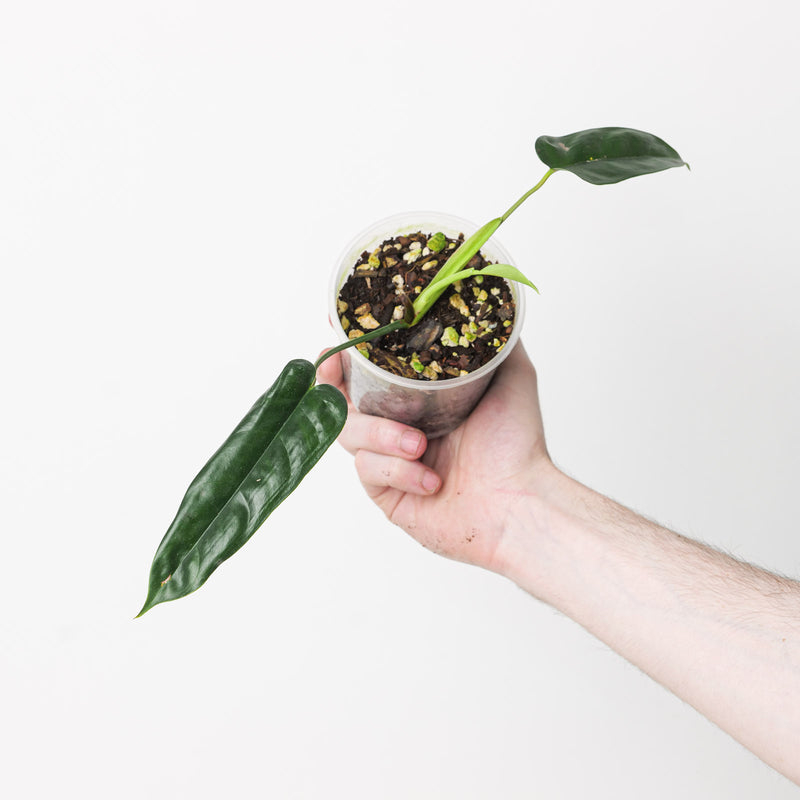 Philodendron 'Felix' Plants GrowTropicals
