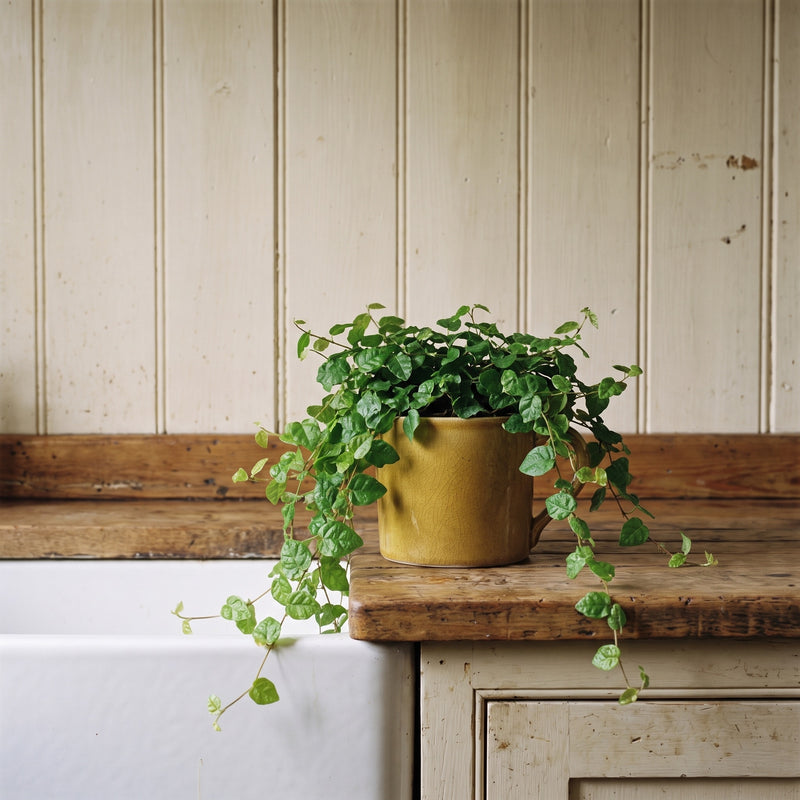 Ficus pumila Plants GrowTropicals