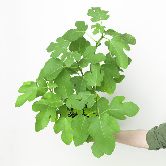 Ficus carica 'Del Portogallo' Plants - Outdoor GROW TROPICALS