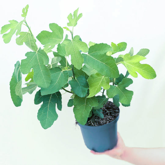 Ficus carica 'Del Portogallo' Plants - Outdoor GROW TROPICALS