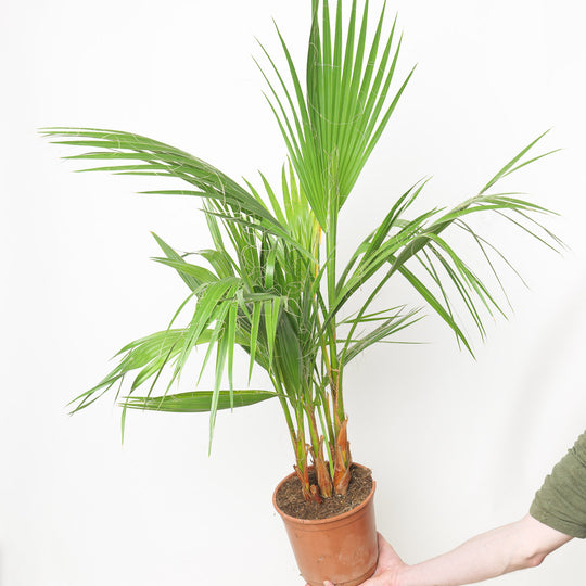 Washingtonia filifera 18cm / 2.5L Plants - Outdoor GROW TROPICALS