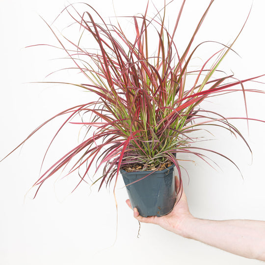 Pennisetum 'Fireworks' 17cm / 2L Plants - Outdoor GROW TROPICALS