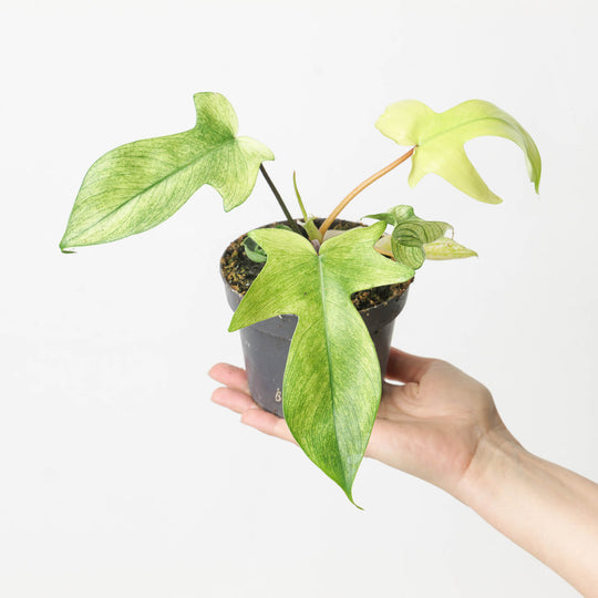 Philodendron 'Florida Ghost' 12cm Plants GrowTropicals
