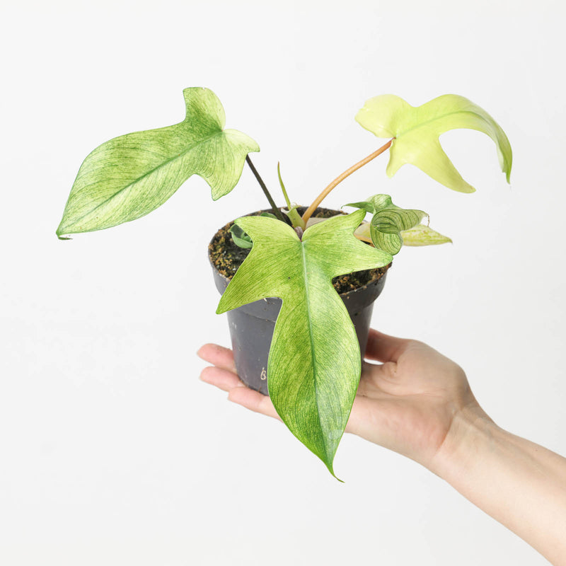 Philodendron 'Florida Ghost' — 12cm