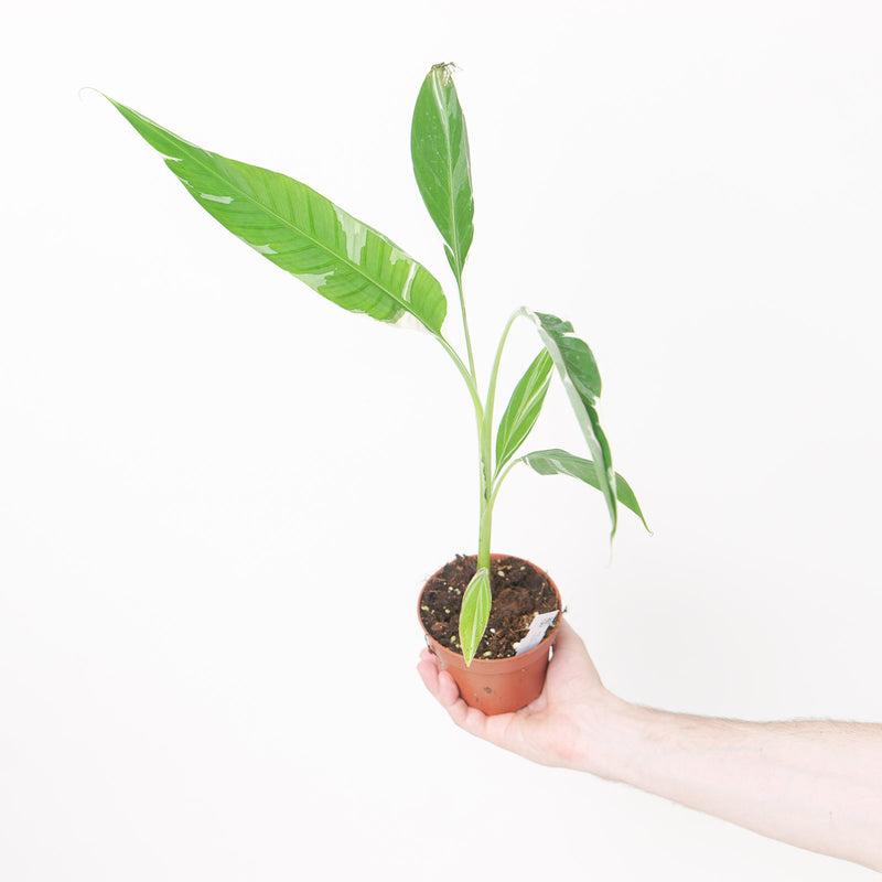 Musa Florida Variegated Plants GrowTropicals