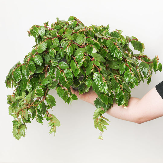 Begonia foliosa Plants GrowTropicals