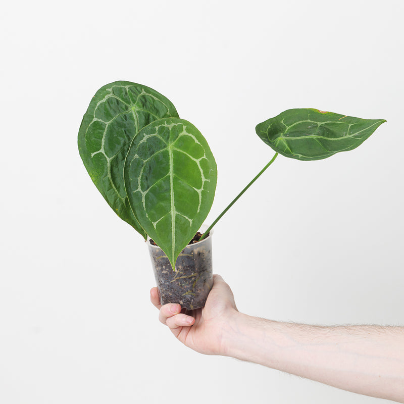Imperfect Anthurium forgetii 'Silver Stripes' Plants GrowTropicals