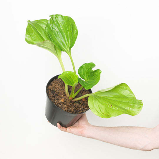 Myosotidium hortensia 19cm / 3L Plants - Outdoor GROW TROPICALS