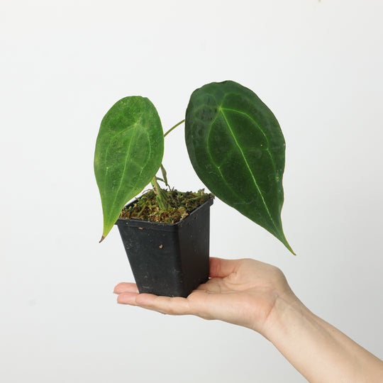 Anthurium forgetii 'Dark Form' Plants GrowTropicals
