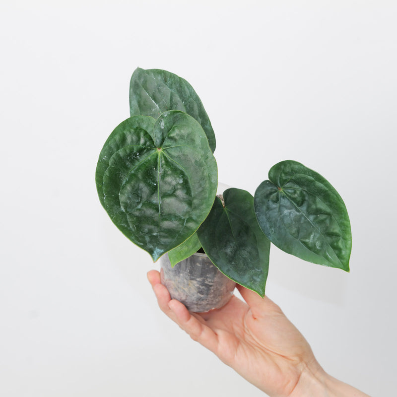Anthurium forgetti x luxurians Plants GrowTropicals