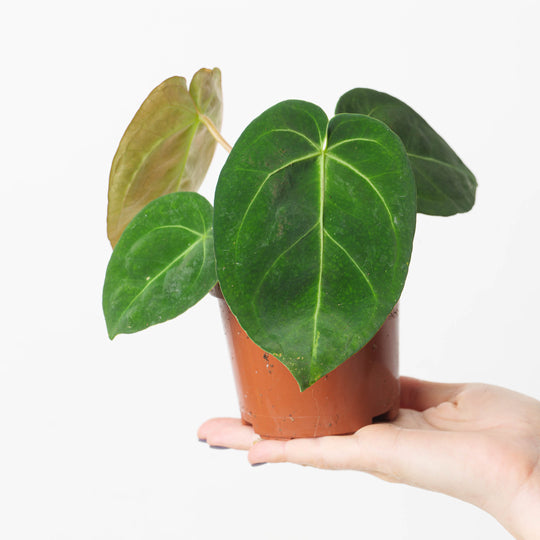 Anthurium forgetii x magnificum Plants GrowTropicals