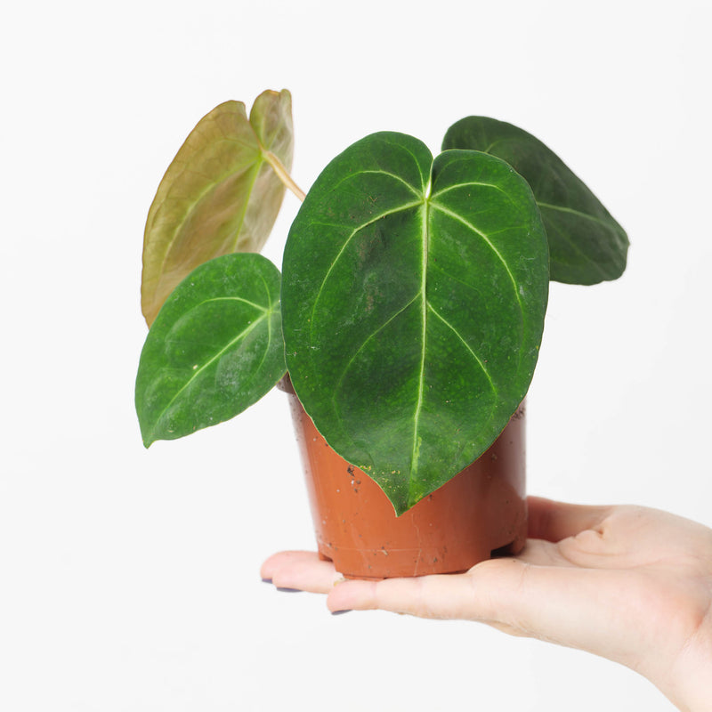 Anthurium forgetii x magnificum Plants GrowTropicals