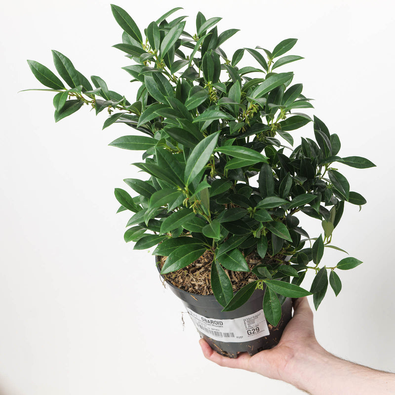 Sarcococca hookeriana var. humilis Fragrant Mountain