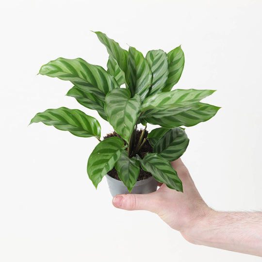 Calathea 'Freddy' 9cm Plants GrowTropicals