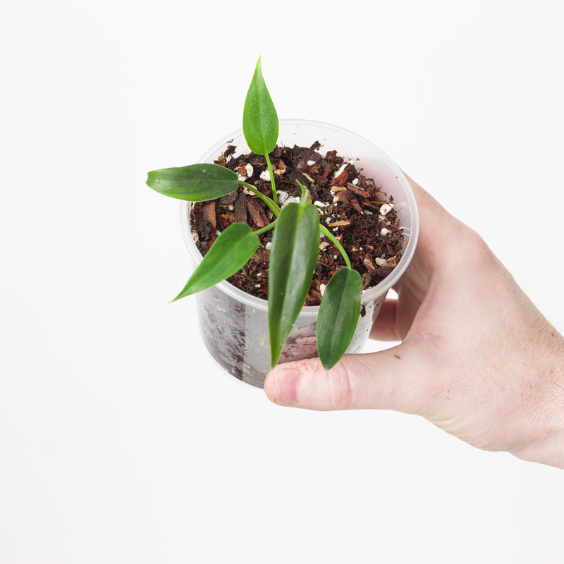 Philodendron sp. French Guyana Plants GrowTropicals