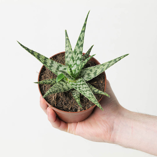 Aloe somaliensis Plants GrowTropicals