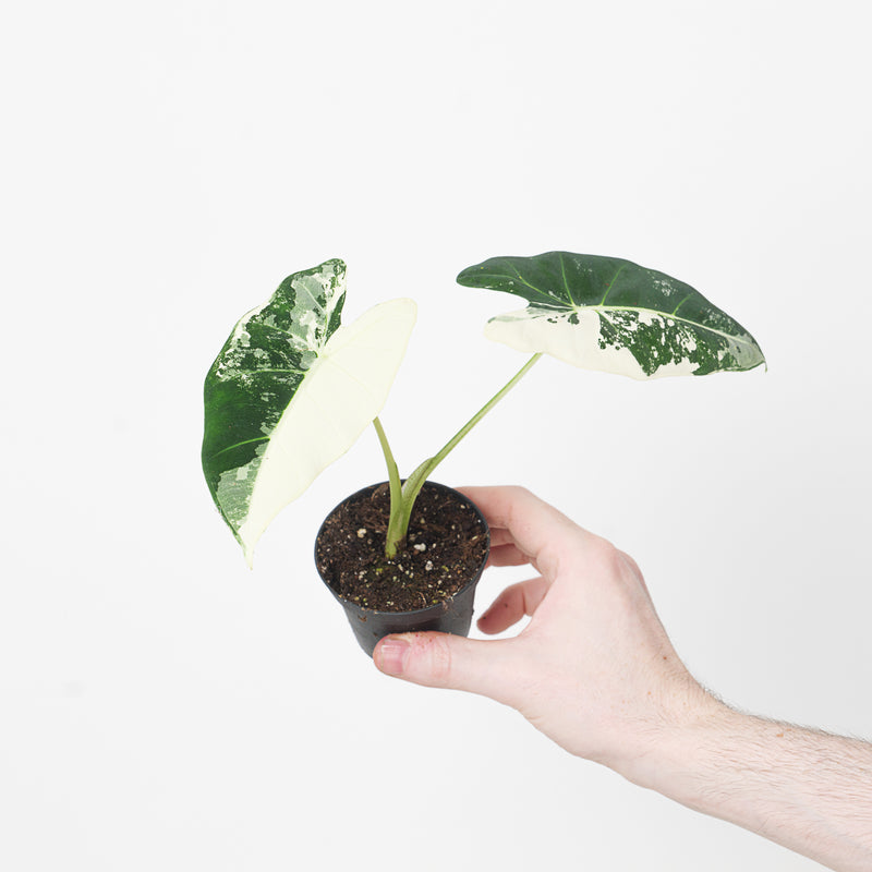 Alocasia 'Frydek' Variegata — 6cm