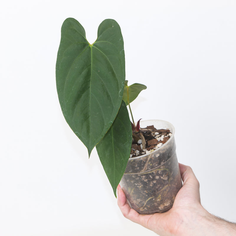 Anthurium ‘Fort Sherman’ × ‘Dark Phoenix’ - Velvety Form 12cm / #25 Plants GrowTropicals