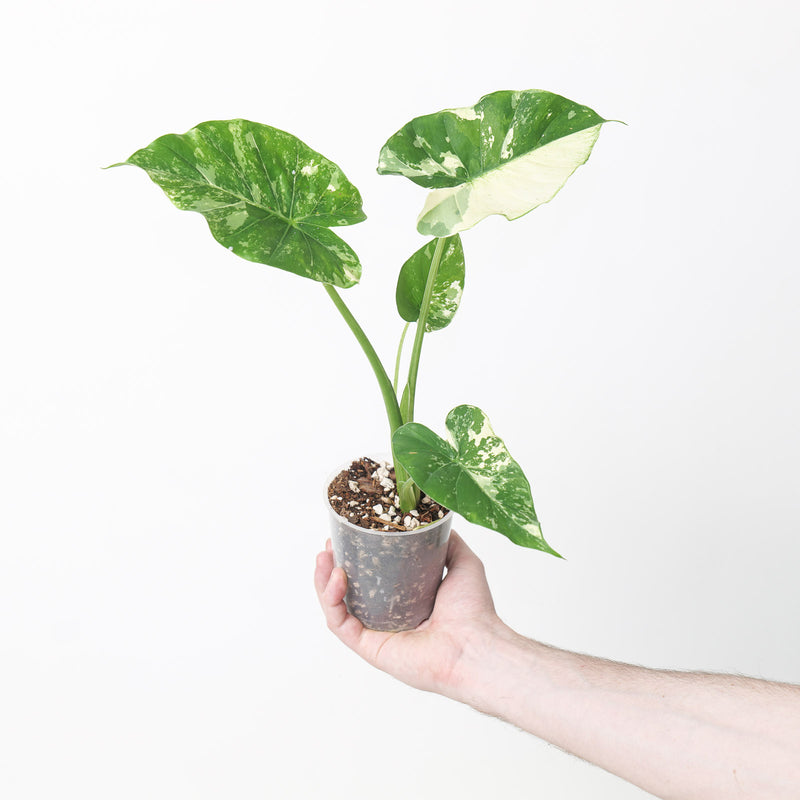 Alocasia gageana 'Albo' Plants GrowTropicals