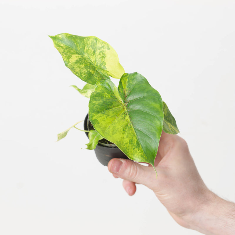 Alocasia gageana 'Aurea Variegated' — 7cm