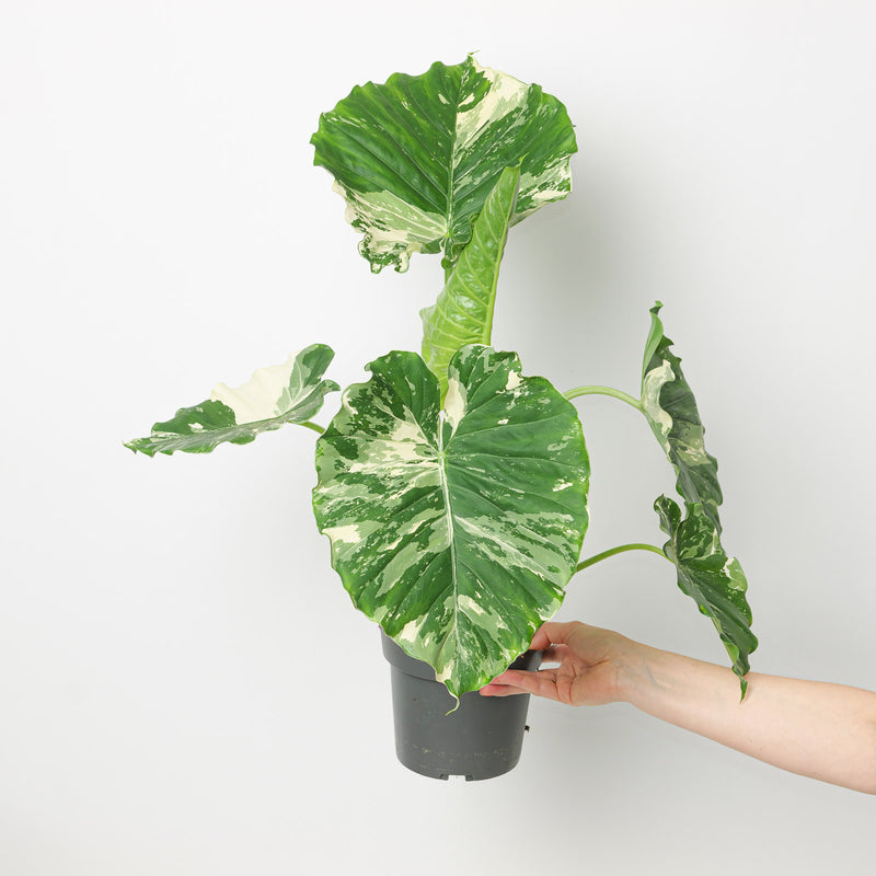 Alocasia gageana 'Albo' Plants GrowTropicals