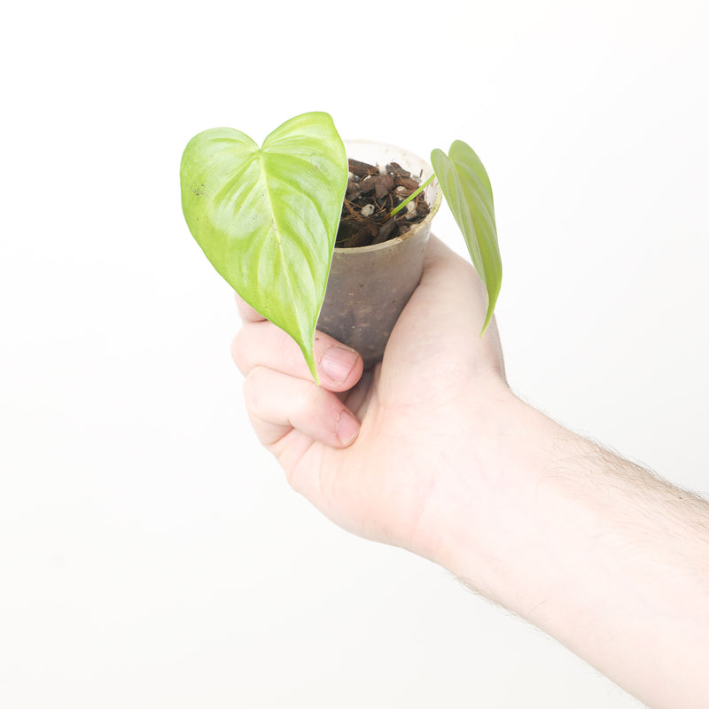 Philodendron gardeniodorum cf. — 6cm