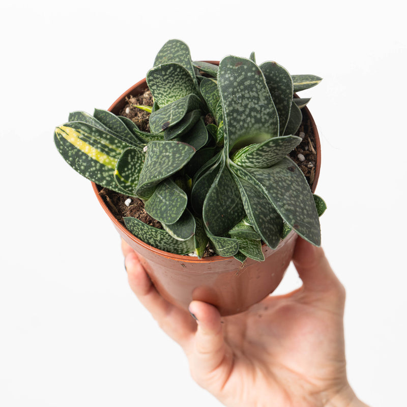 Gasteria Minima Variegated 12cm Plants GrowTropicals