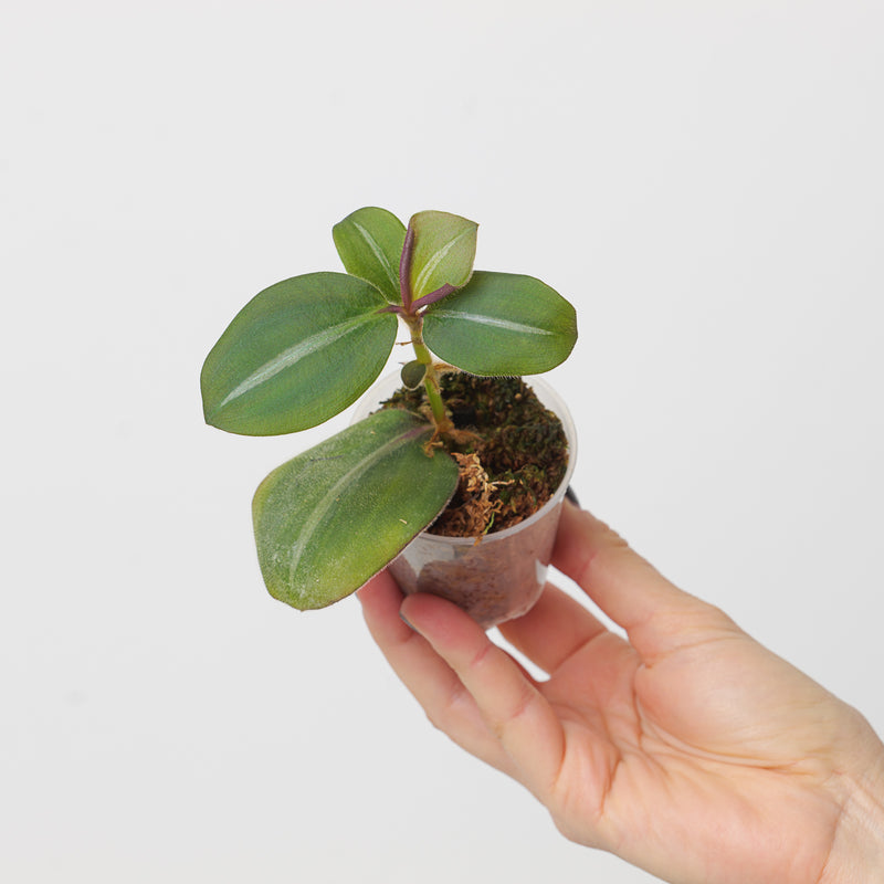 Siderasis fuscata Plants GrowTropicals